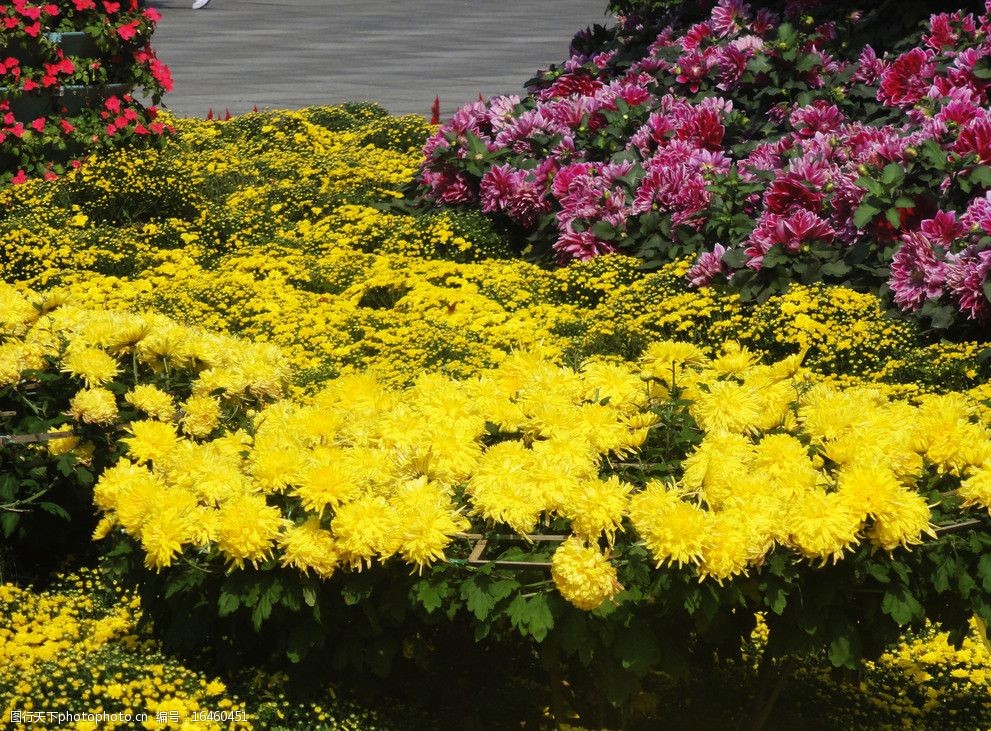 关键词:国庆节火车站花坛 黄色紫色菊花 绿叶 其他红花 花草 生物世界