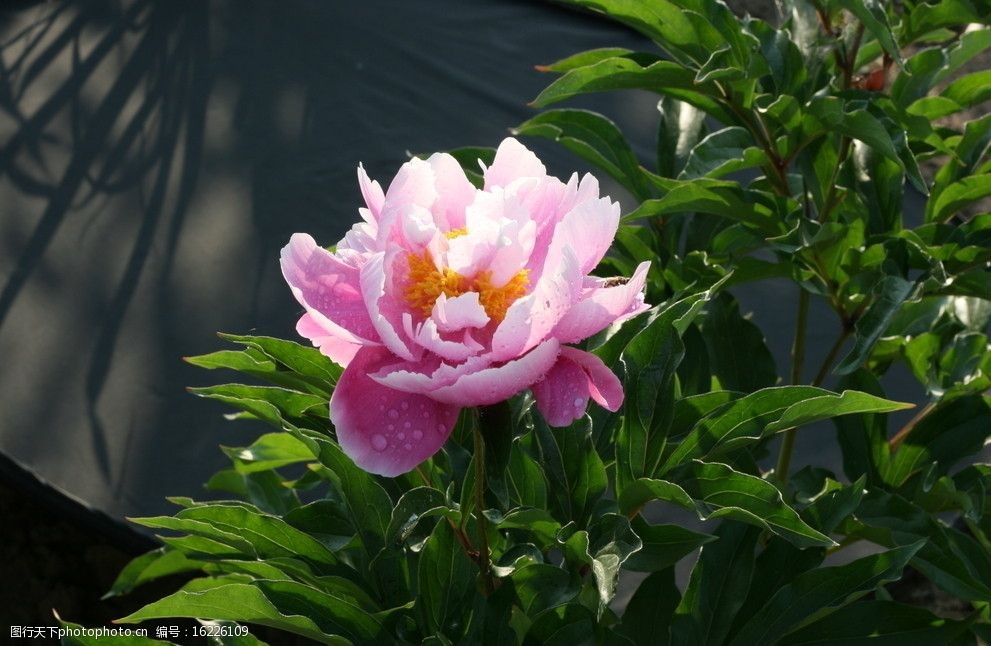 粉色的芍药花图片