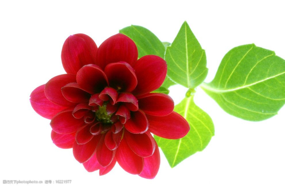 关键词:红色月季花 鲜花 花朵 月季 牡丹 花瓣 花蕊 花心 绿色 素材