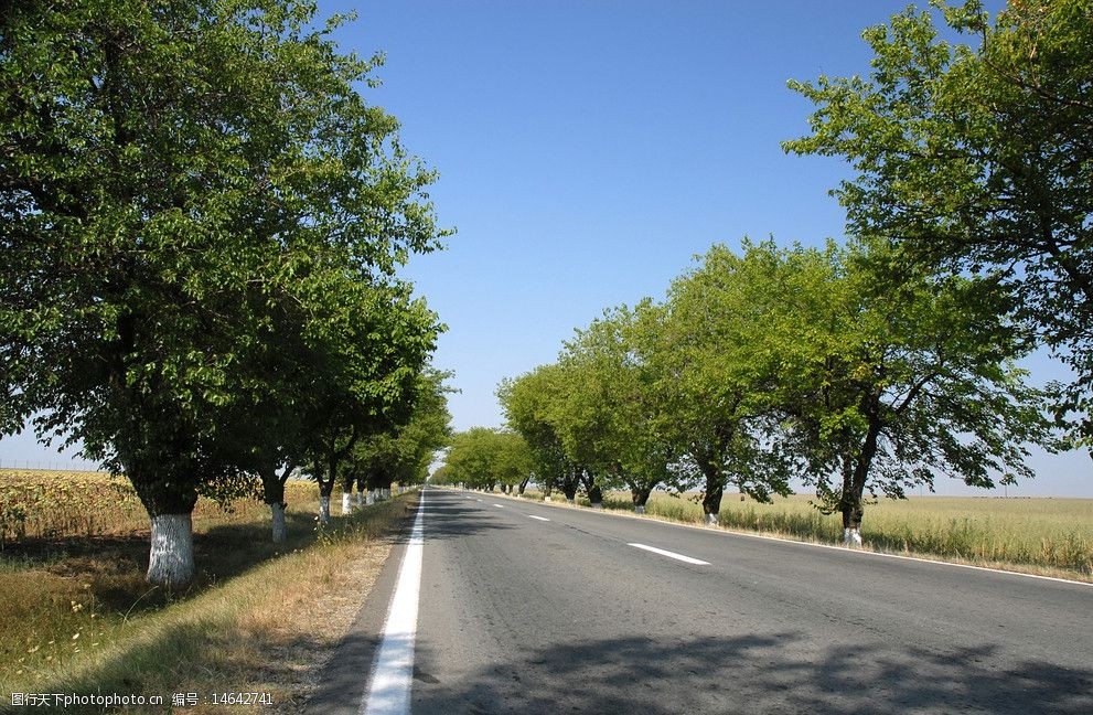道路两旁的树木图片