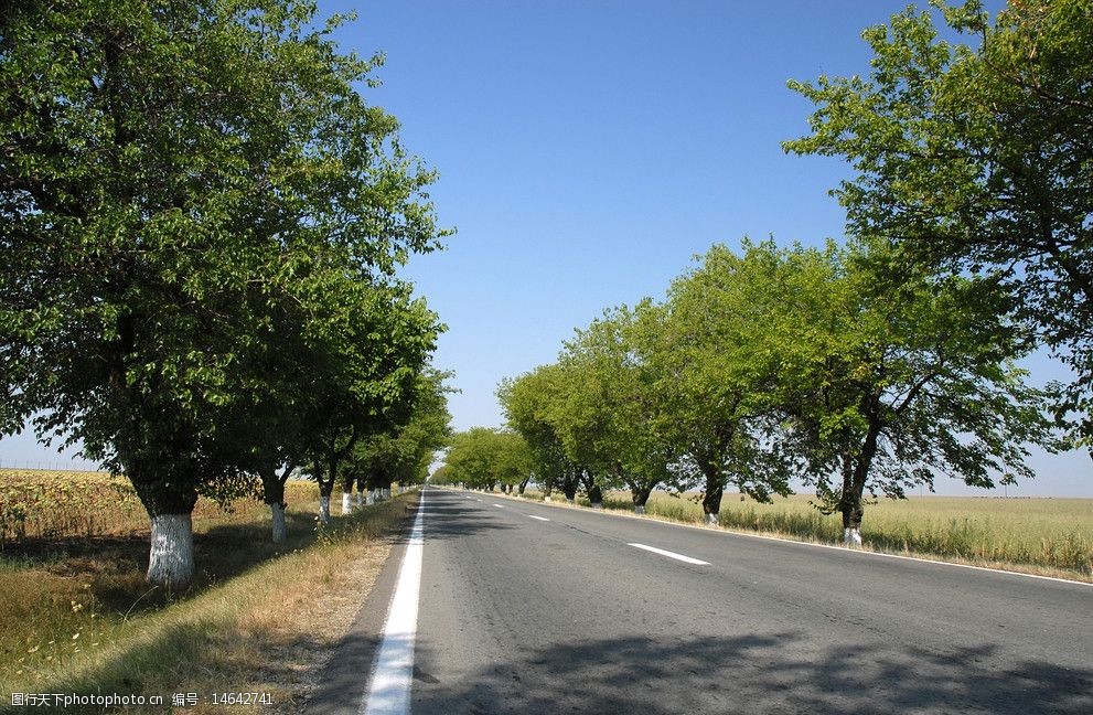 关键词:道路两旁的树木 道理 公路 两旁 树木 树林 自然 国外旅游