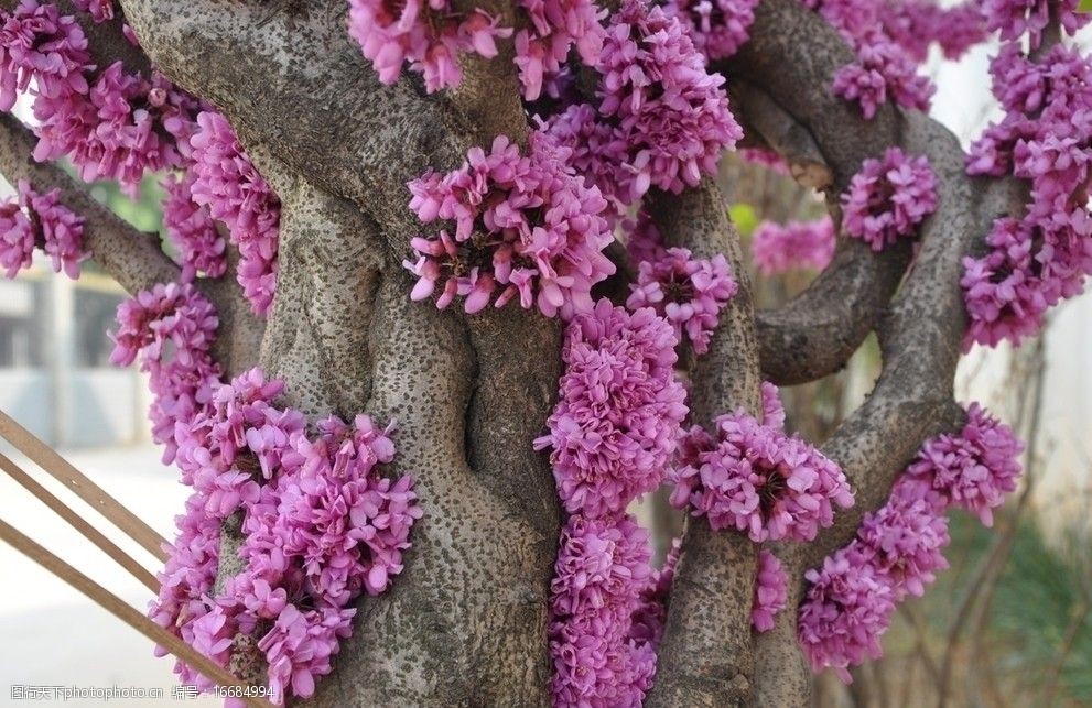 树干上的花朵紫荆花图片