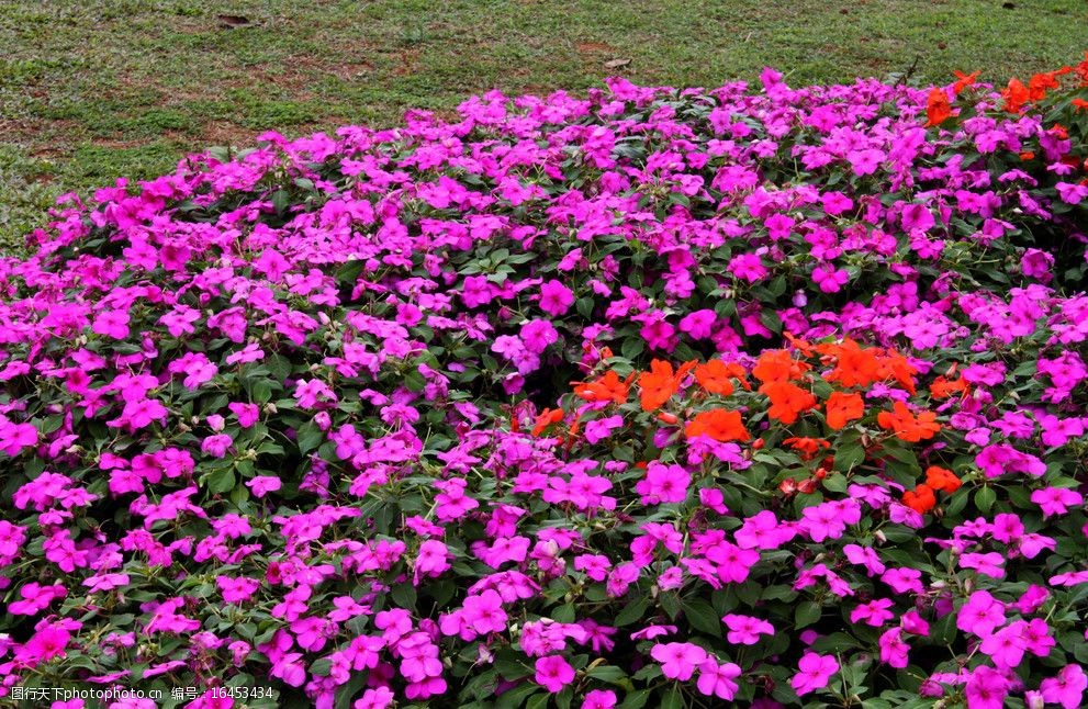 关键词:美丽的花儿 紫色花儿 花地 小花 满地小花 凤仙花 花草 生物