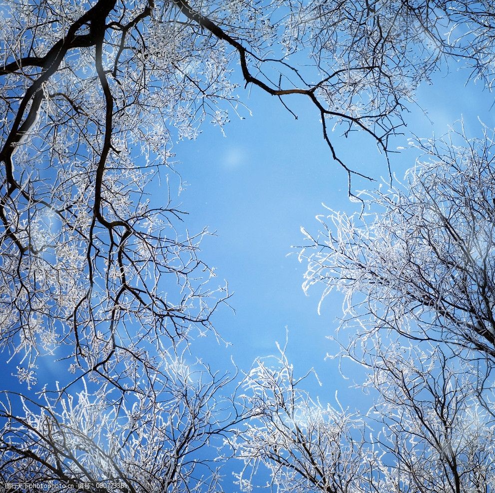 仰视树木冬季雪景图片