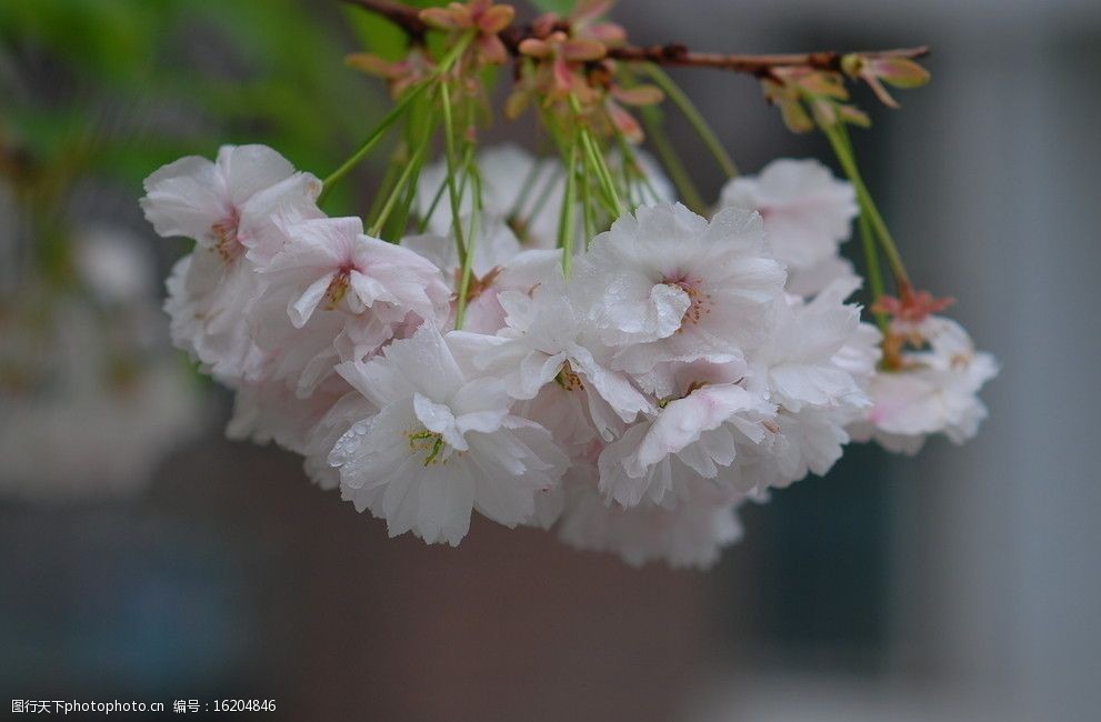 关键词:绽放的樱花 青岛 樱花 双樱 四月 花草 生物世界 摄影 300dpi