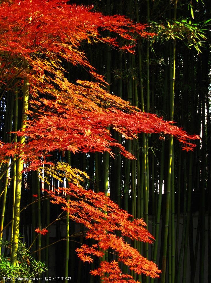 红叶竹图片