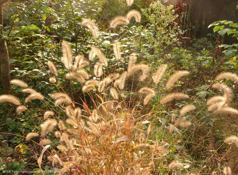 关键词:金色狗尾巴草 狗尾巴草 黄色狗尾巴 枯萎秋天 秋天 野草 花草