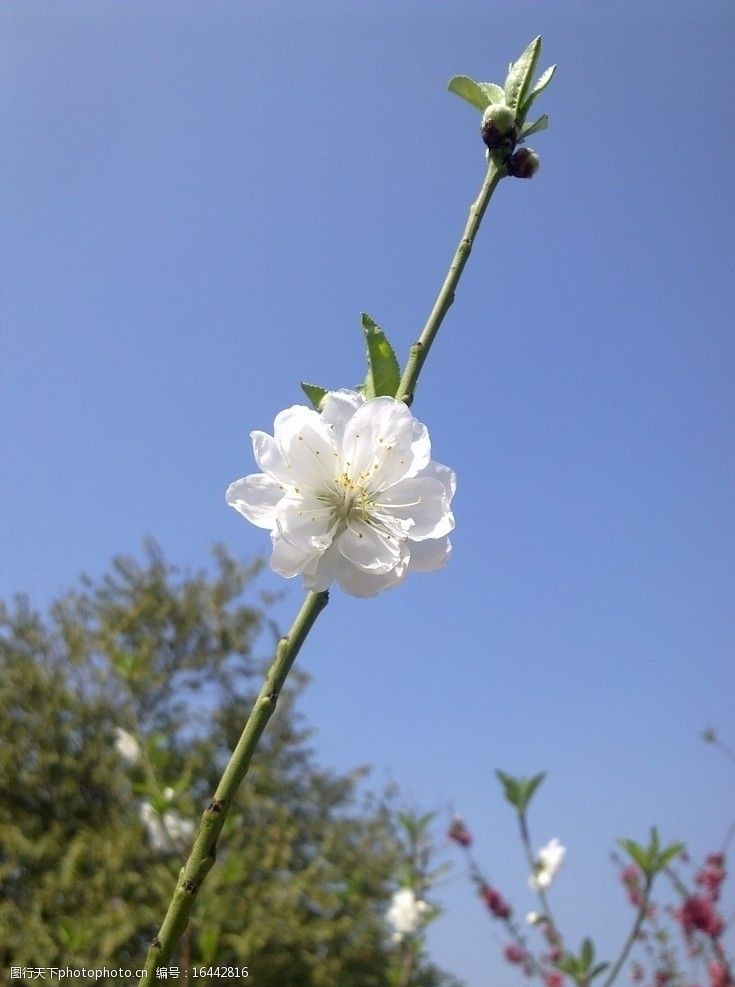 白桃花图片