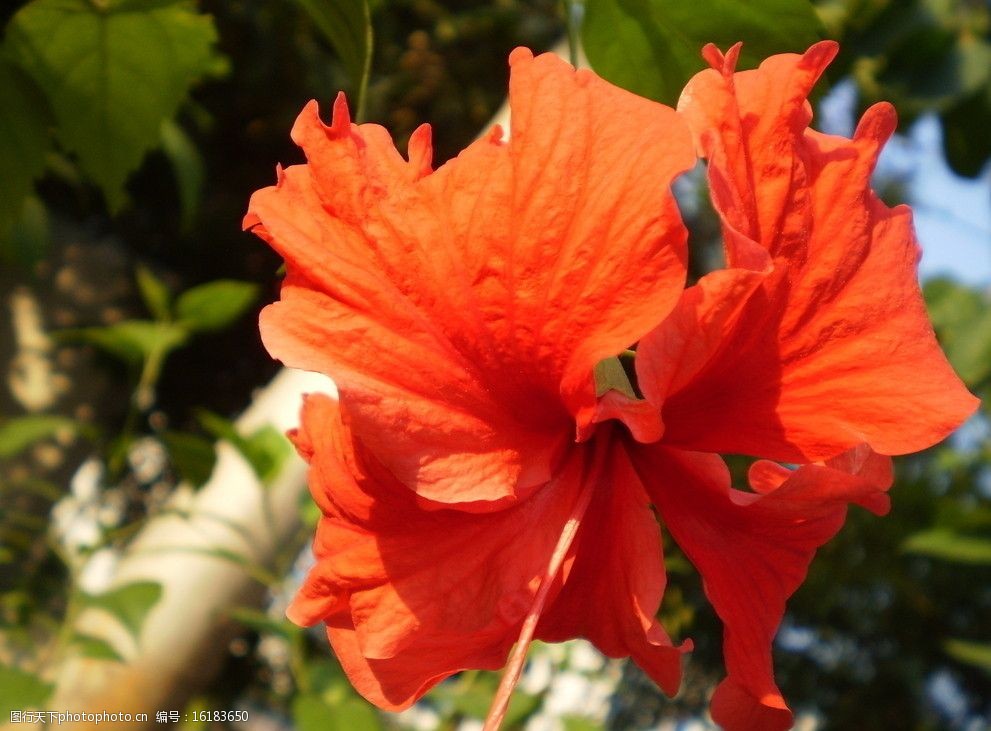 关键词:扶桑花 红花 大红花 鲜艳 绽放 花朵 花开 花草 生物世界 摄影