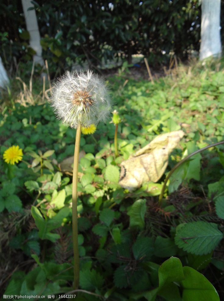 蒲公英和花图片