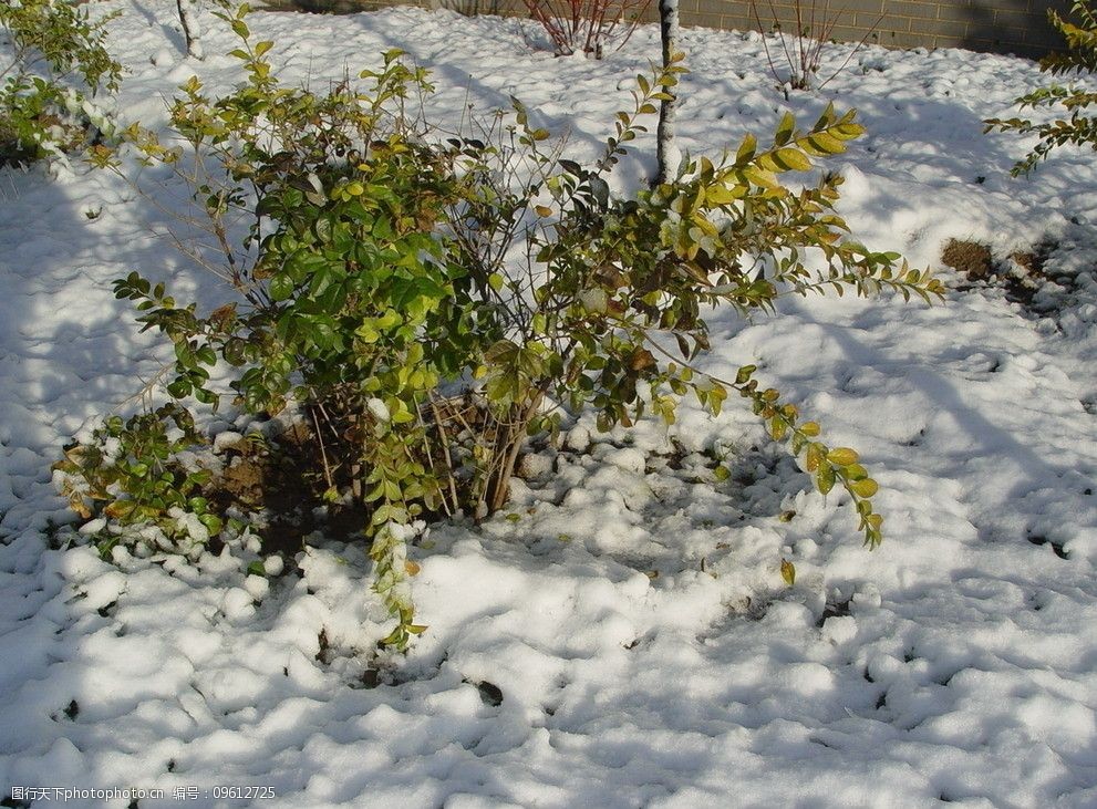 雪中霜叶读严冬图片