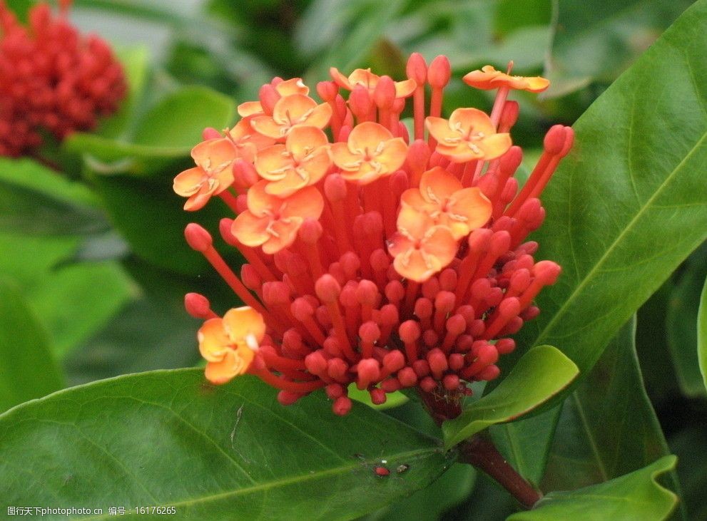 关键词:热带花卉 海南植物 植物 花卉 红花绿叶 素材 花草 生物世界