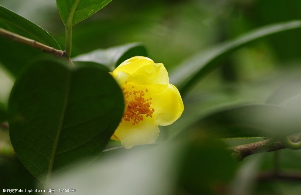 茶花之金花茶图片