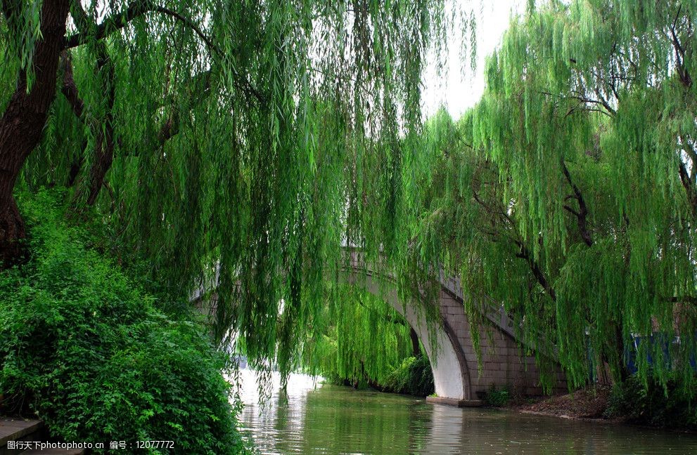 关键词:垂柳拱桥 垂柳 拱桥 春天 柳树 小桥流水 自然风景 自然景观
