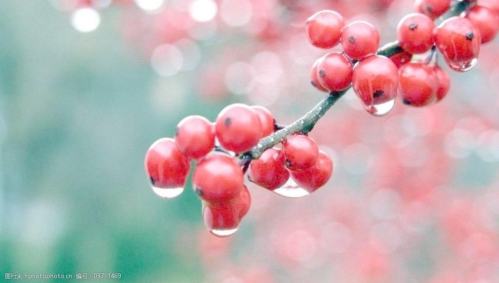 滴水红樱桃图片