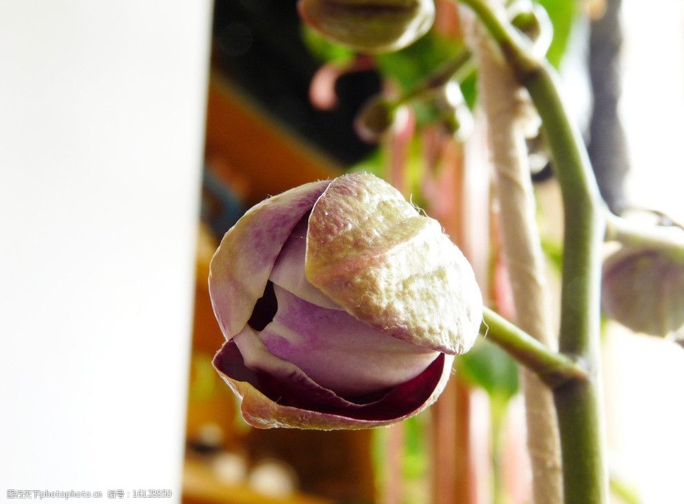 关键词:蝴蝶兰 兰花 花蕾 兰科花卉 含苞待放 花瓣 花苞 绿叶 摄影