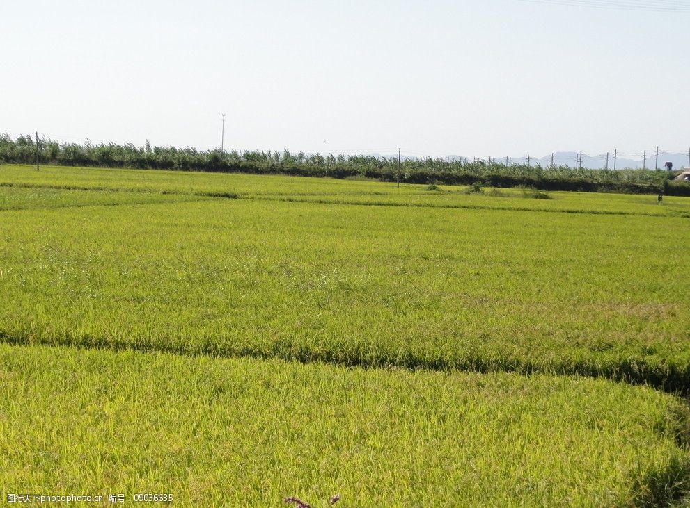 关键词:水稻田 水稻 田园风光 自然景观 摄影 72dpi jpg