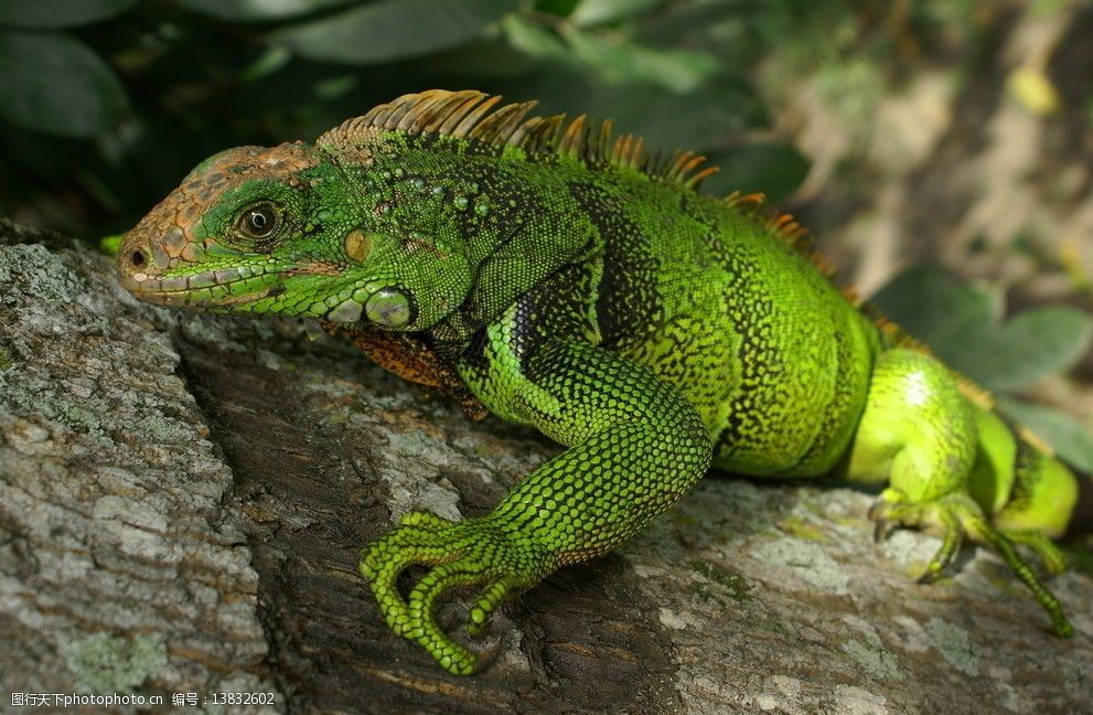 关键词:蜥蜴变色龙 蜥蜴 变色龙 热带雨林 野生 珍贵 动物 野生动物
