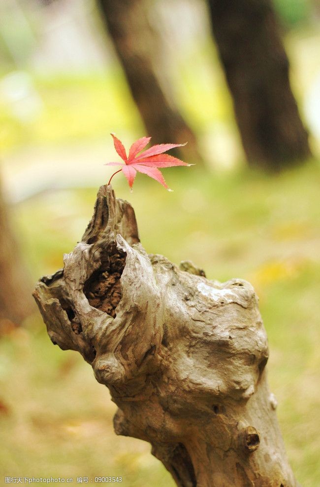关键词:独枝枫叶 枫叶 树干 独特 树木树叶 生物世界 摄影 72dpi jpg