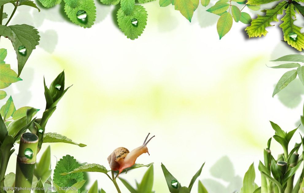 关键词:春天叶子边框 春天 叶子 边框 背景 蜗牛 绿色 水珠 背景素材