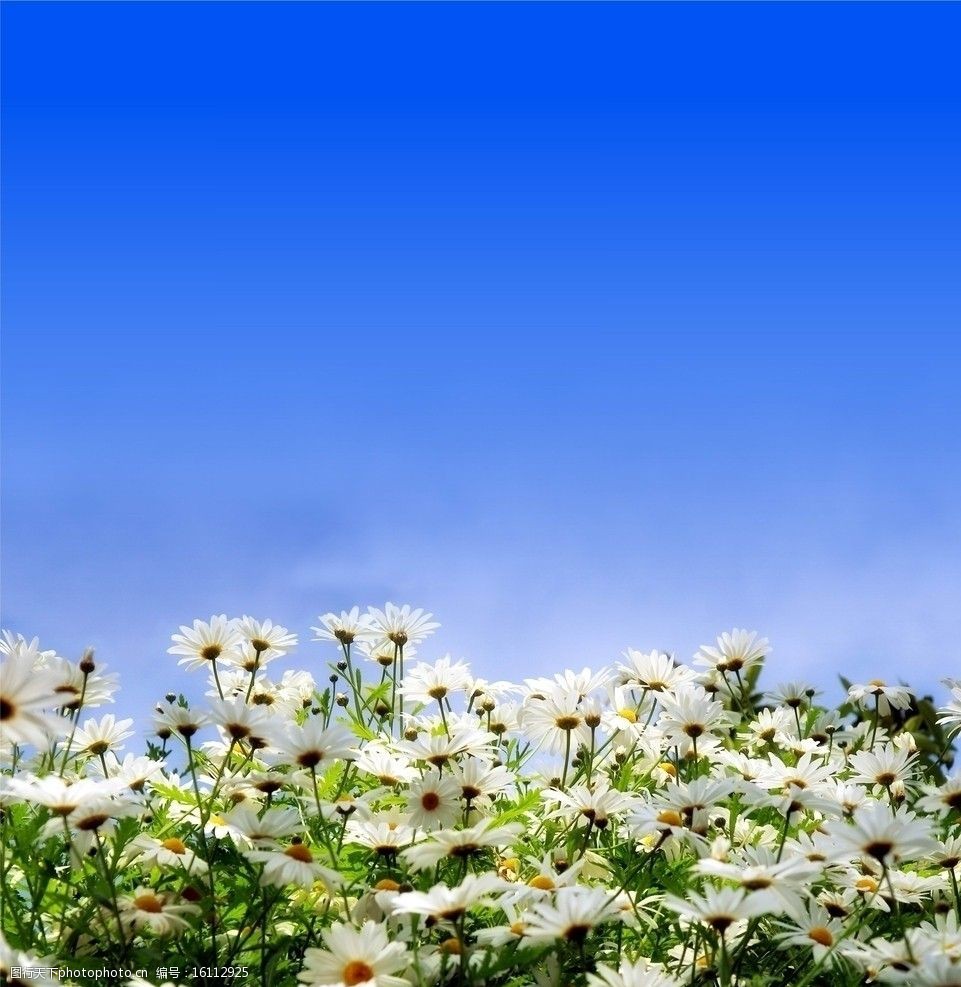 关键词:高清唯美菊花 白色 菊花 天空 白色菊花 蔚蓝天空 鲜花 花朵