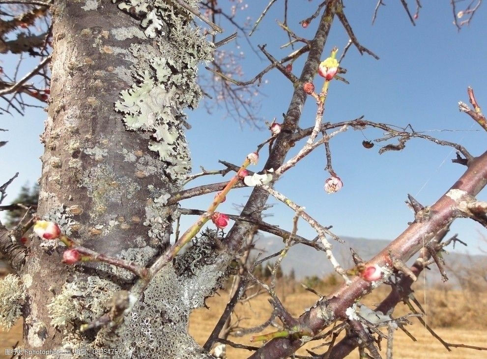 百年桃花树图片