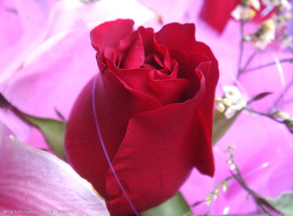 关键词:玫瑰花 红花 绿叶 礼品鲜花 水红色 包装 白色鲜花 黄色花心