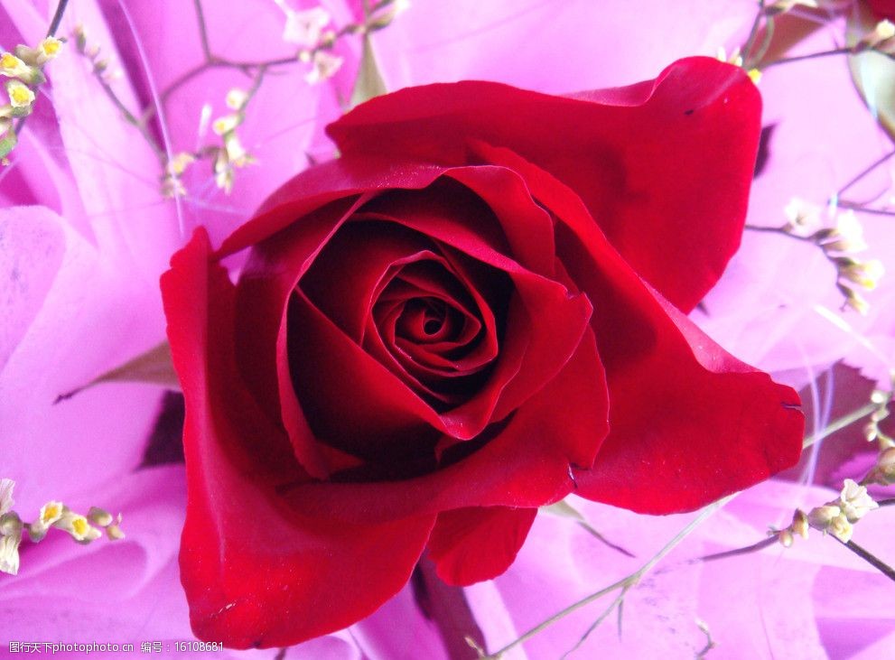 关键词:玫瑰花 红花 绿叶 礼品鲜花 水红色 包装 白色鲜花 黄色 花心