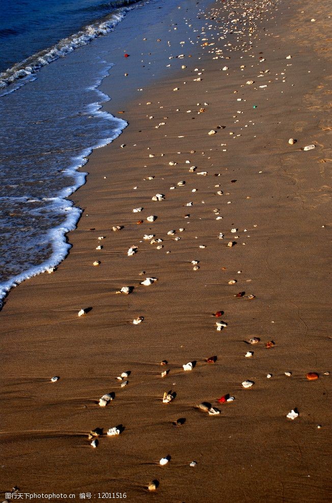 关键词:海滩风光 海滩 风光 风景 沙滩 大海 贝壳 海螺 风光方面素材