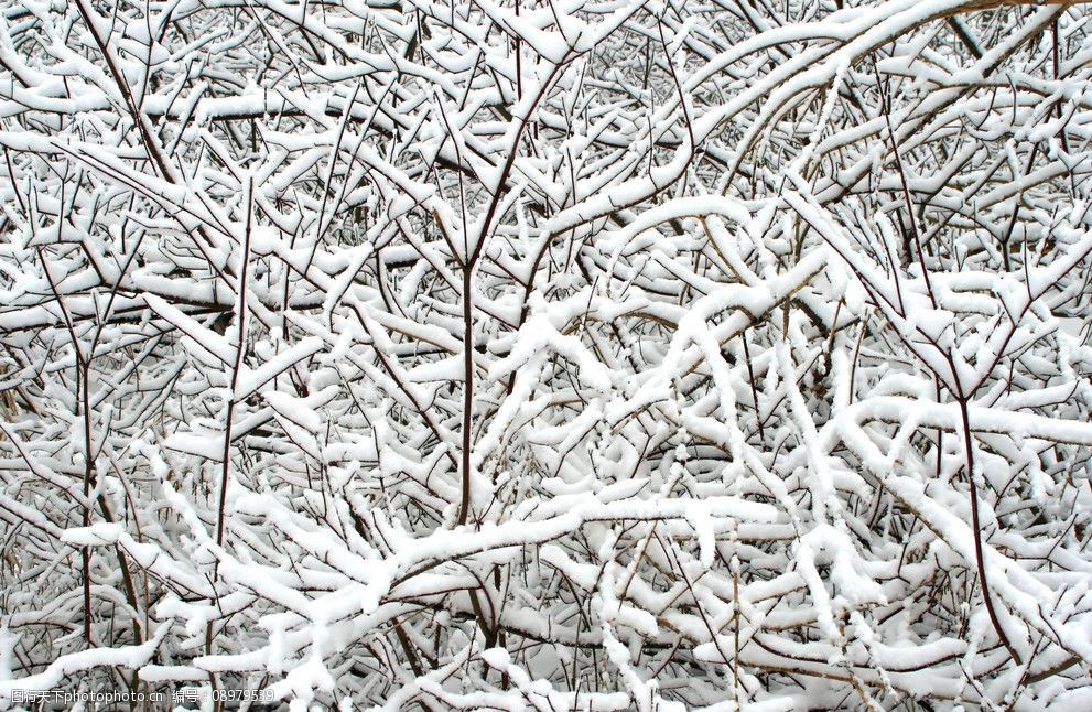 树干上的冰雪图片