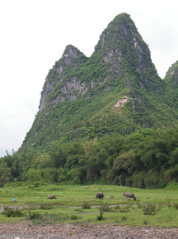 关键词:桂林山水 桂林 漓江边 山 水 风景 牛 草地 山水风景 自然景观