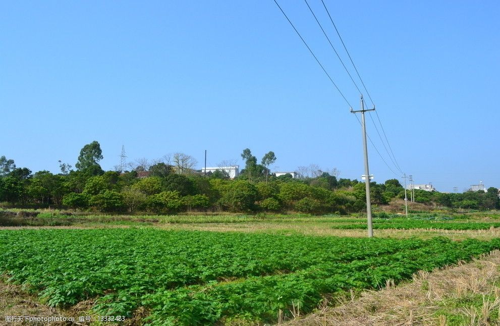 有高压电线杆的菜地图片