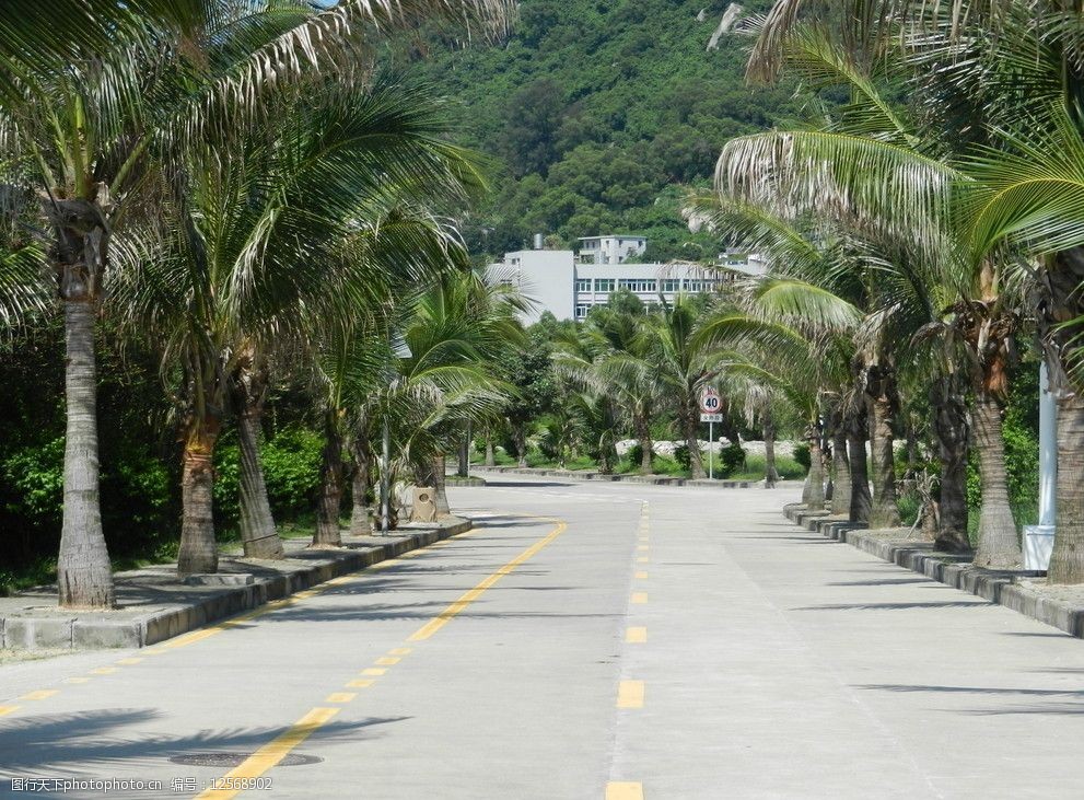 关键词:阳光大道 路 棕榈树 阳光 珠海美景 情迷桂山岛 自然风景 自然