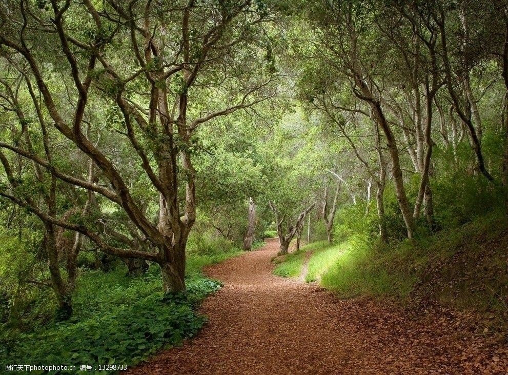 关键词:幽静的山路 山路 枯叶 树林 自然风景 自然景观 摄影 96dpi