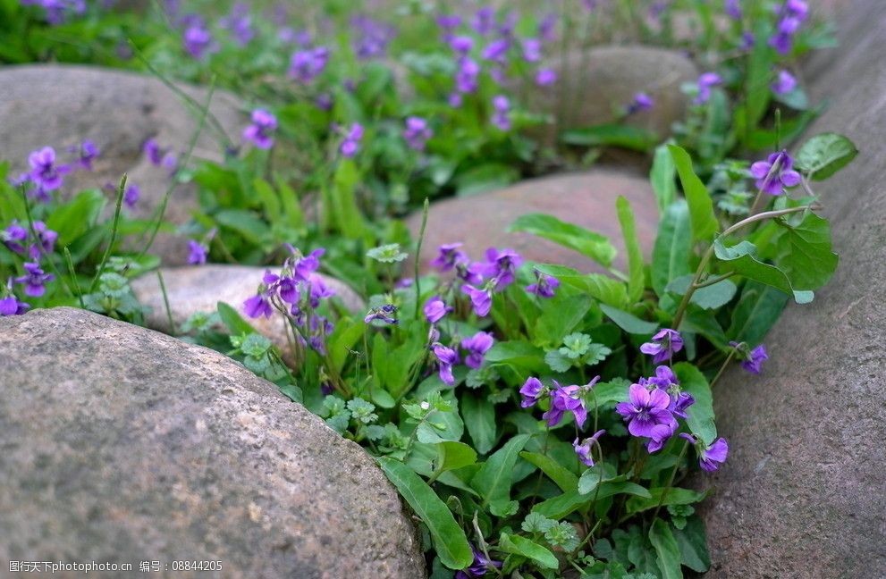 春天的小花图片