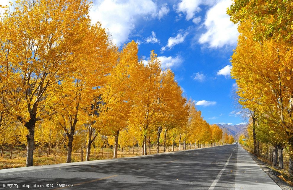 关键词:公路 风景 高速 树木 杨树 蓝天 一路平安 山水风景 自然景观