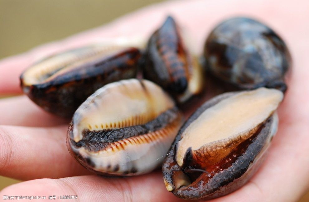 关键词:海里的动物 海螺 海里 动物 螺的特写 鱼类 生物世界 摄影 300