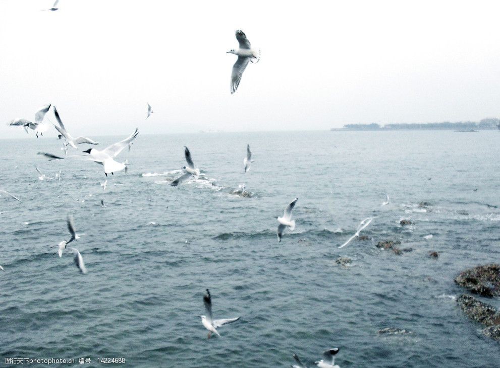 关键词:大海和海鸥非高清 大海 海 海鸥 鸟 海浪 海鸟 青岛 风景 鸟类