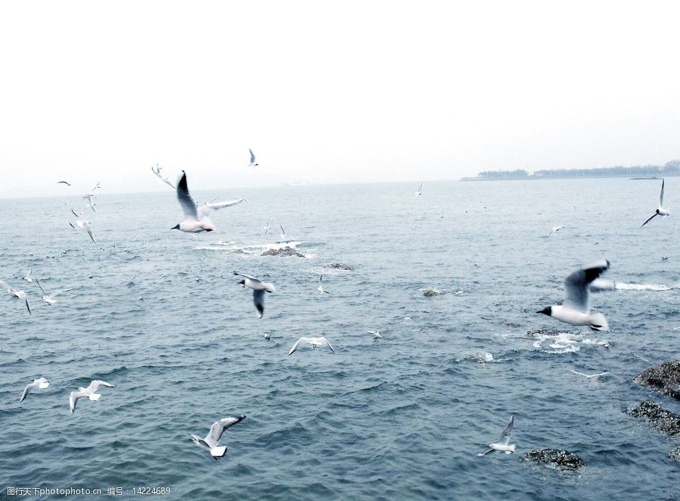 大海和海鸥(非高清)图片