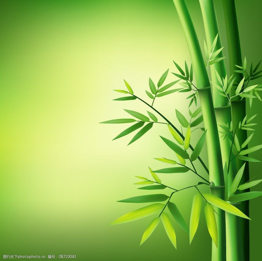 竹子绿竹背景图片