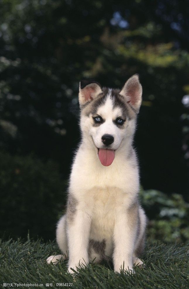 关键词:哈士奇犬 小狗 爱斯基摩犬 宠物 喘气 动物 家犬 可爱 年轻