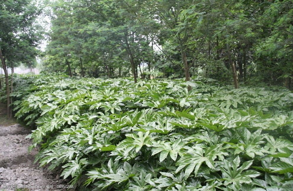 关键词:八角金盘 田园 绿化 灌木 植物 苗圃 绿色植物 素材 摄影 树木