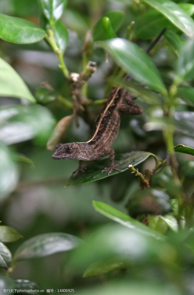 关键词:昆虫壁虎 昆虫 壁虎 树叶 绿叶 植物 绿植 树木 野生 保护