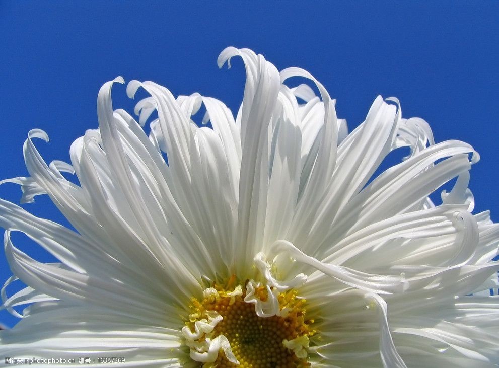菊花鲜花图片