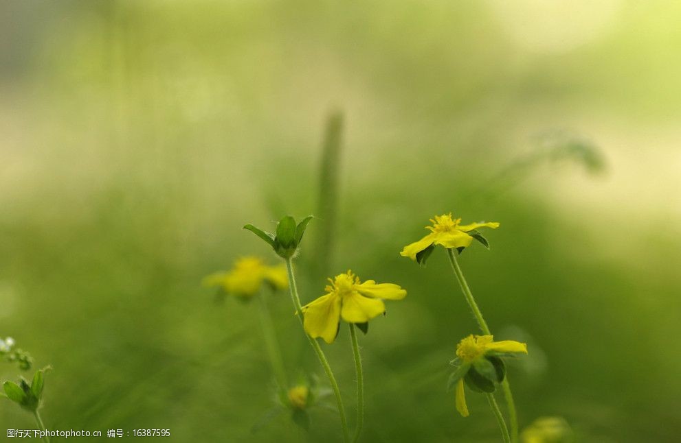 关键词:唯美黄花 黄花 绿叶 春天 湖畔 唯美 绿色 淡黄 蜜蜂 花草