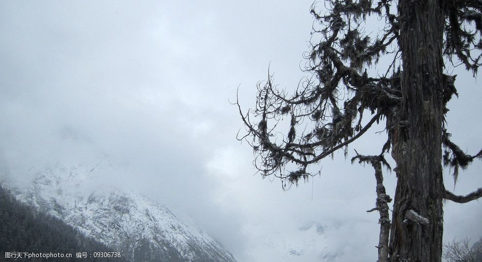 雪山与树图片