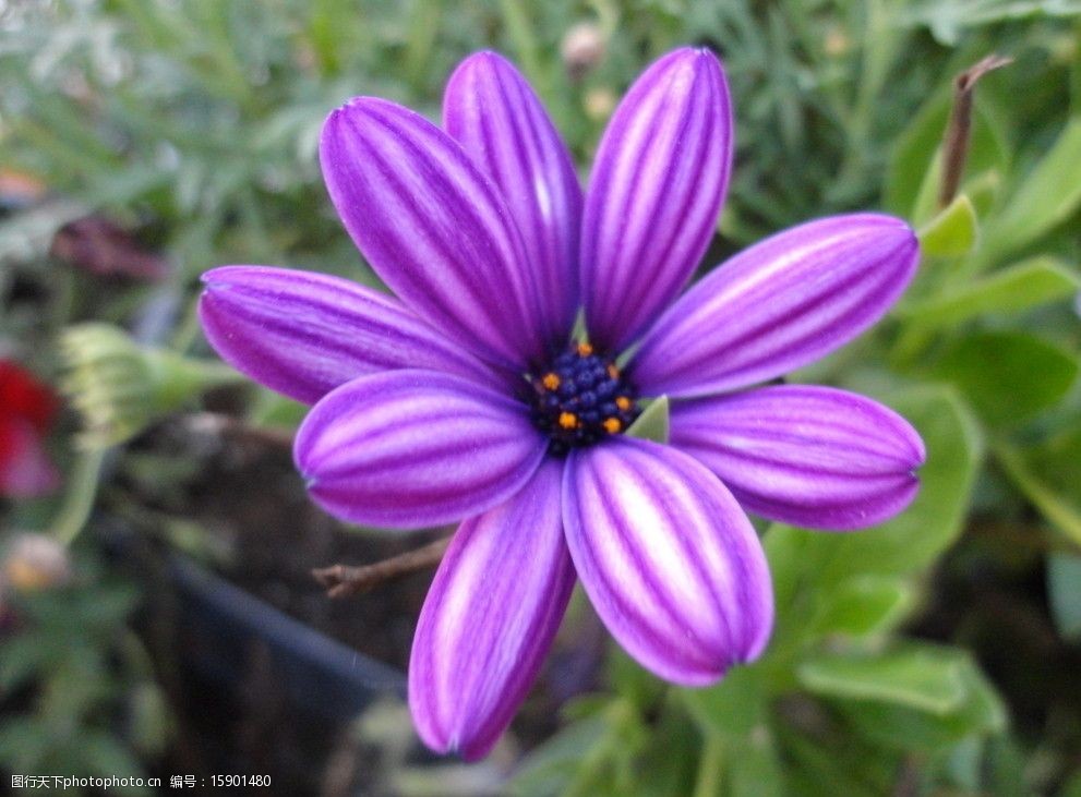关键词:非洲菊 野花 紫色花 绿叶 花草 春天 微距摄影 花花草草 生物