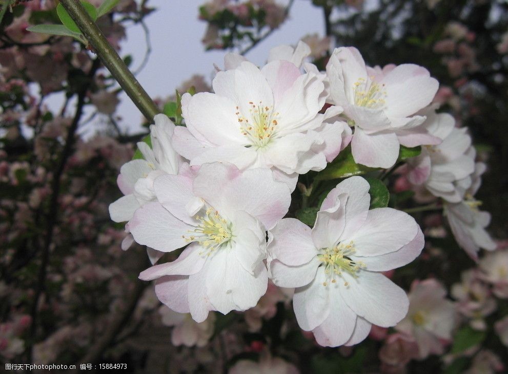 沙果花图片