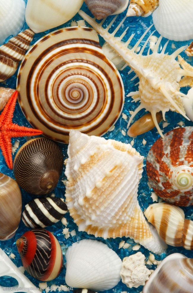 关键词:贝壳 海螺 概念静物 海洋生物 生物世界 摄影 350dpi jpg