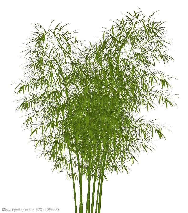 sketchup竹子图片